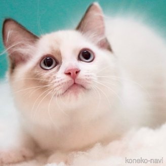 販売中の東京都のラグドール-114593の11枚目